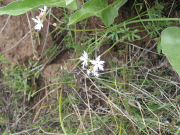prairie star, woodland star (Lithophragma heterophyllum)
